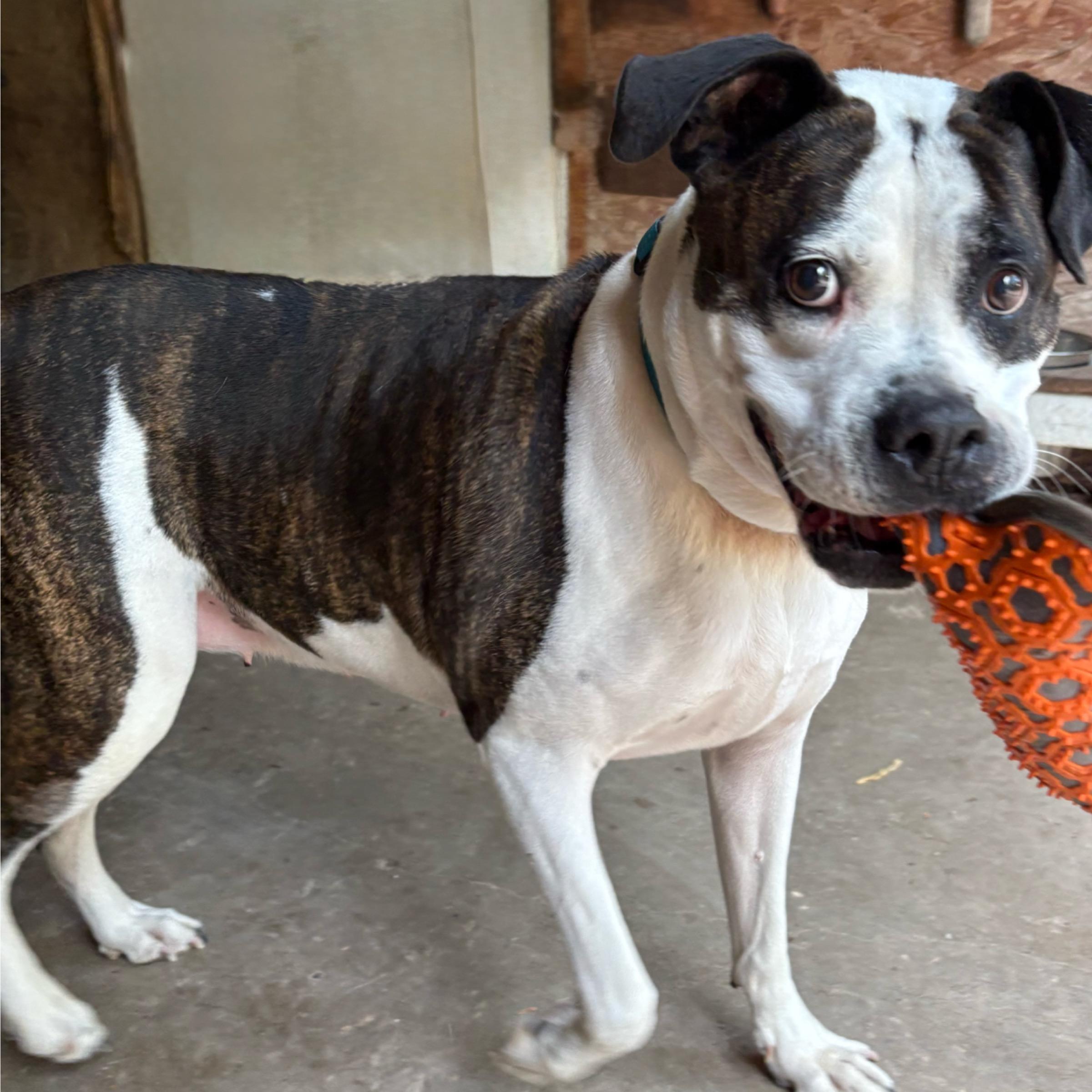 Abbey, a Adoptable mixed breed in Kingwood, TX image 2/6