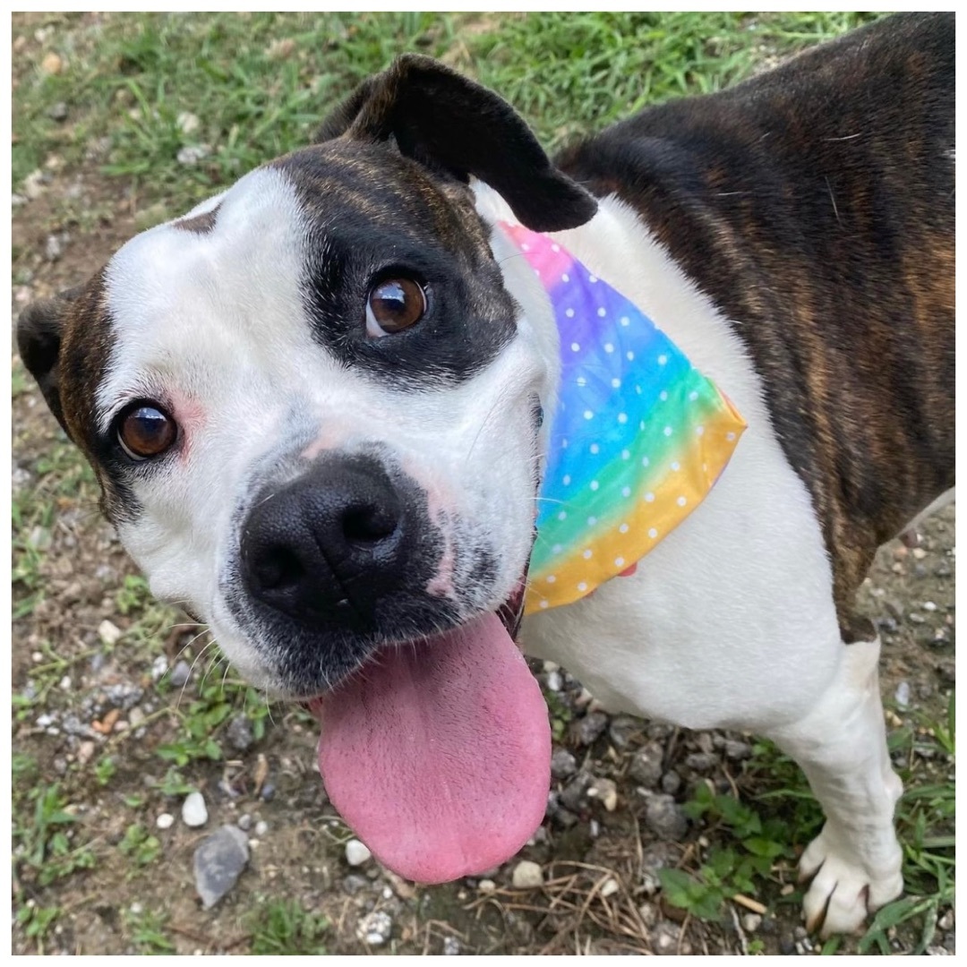 Abbey, a Adoptable American Bulldog in Kingwood, TX image 6/6