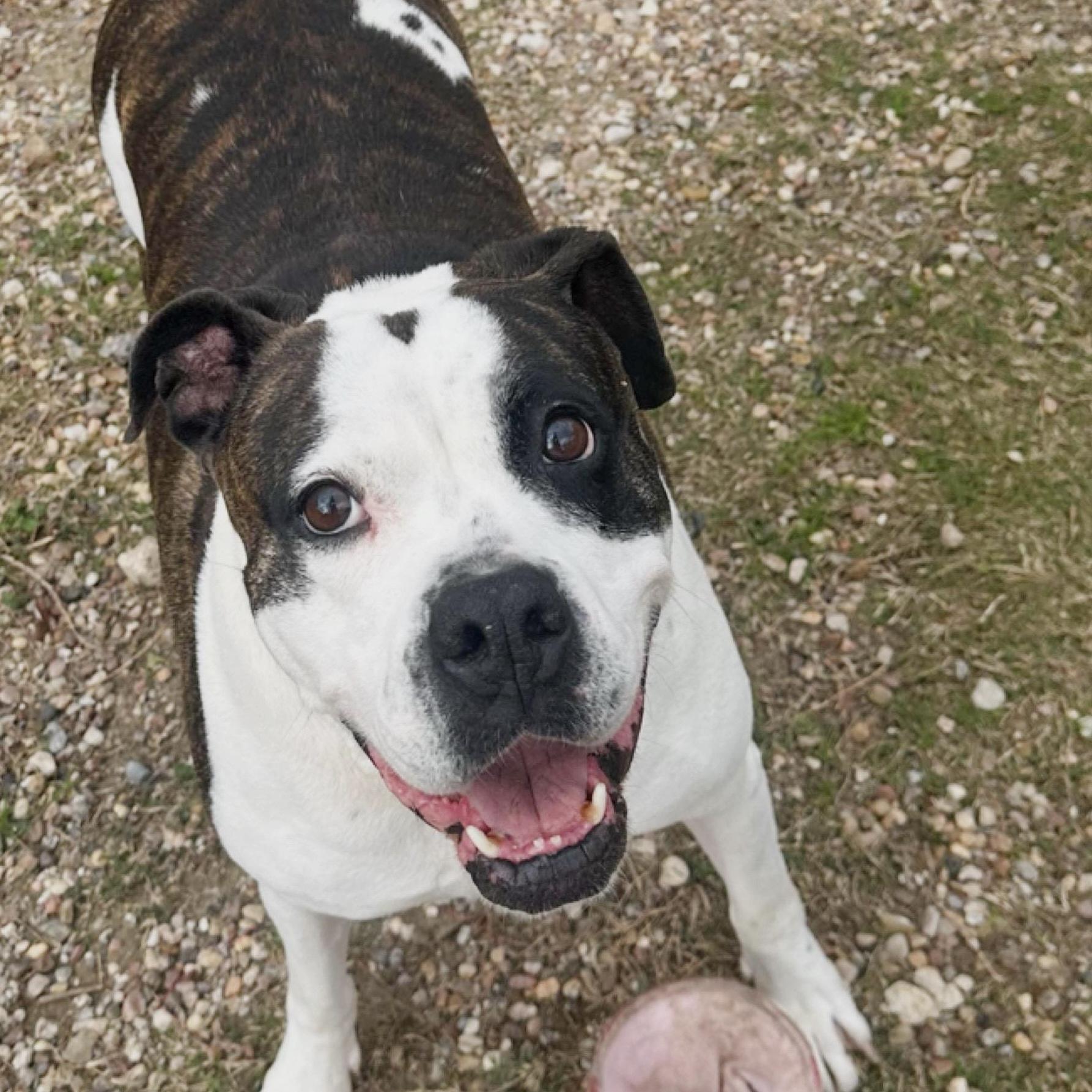 Abbey, a Adoptable mixed breed in Kingwood, TX image 3/6