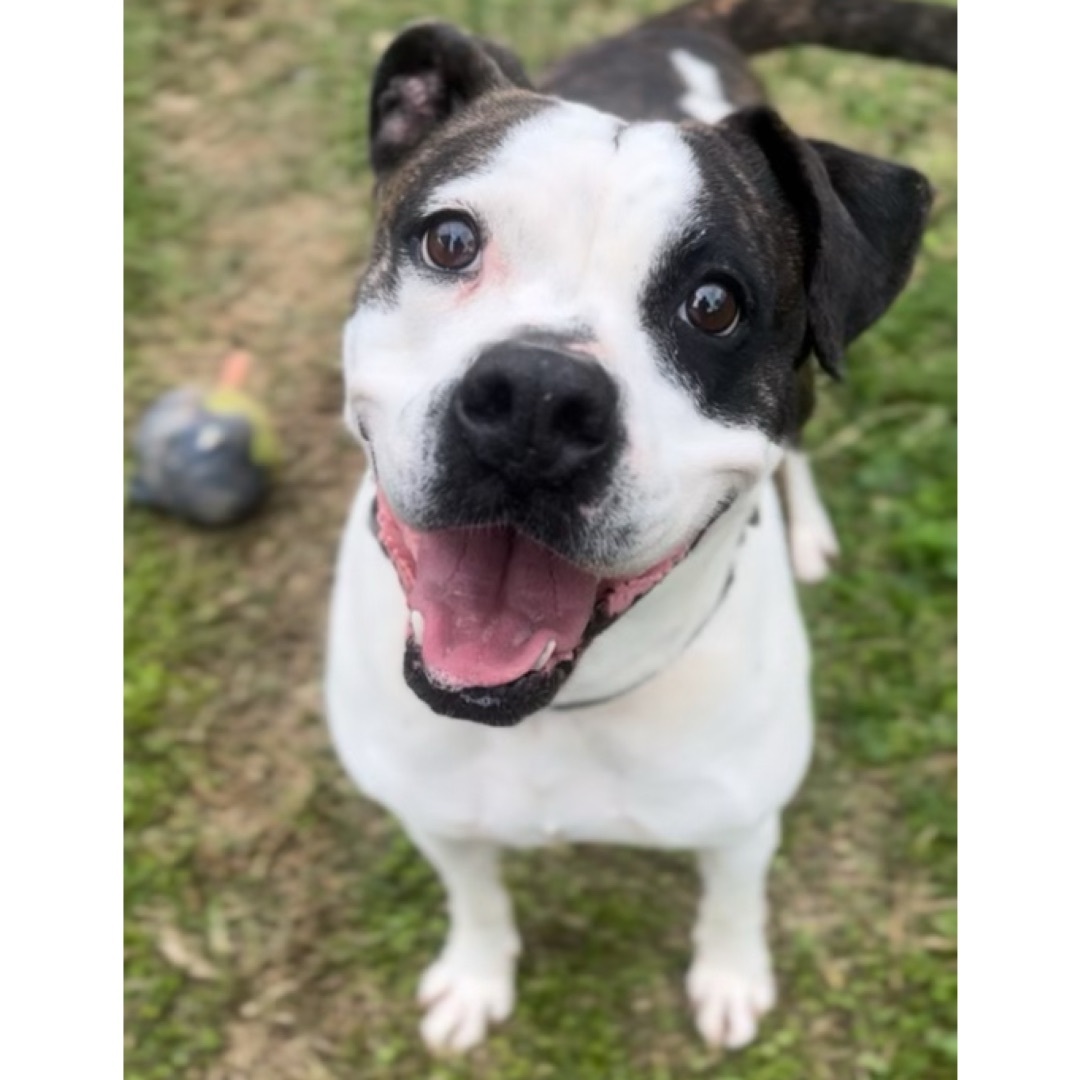 Abbey, a Adoptable American Bulldog in Kingwood, TX image 2/6