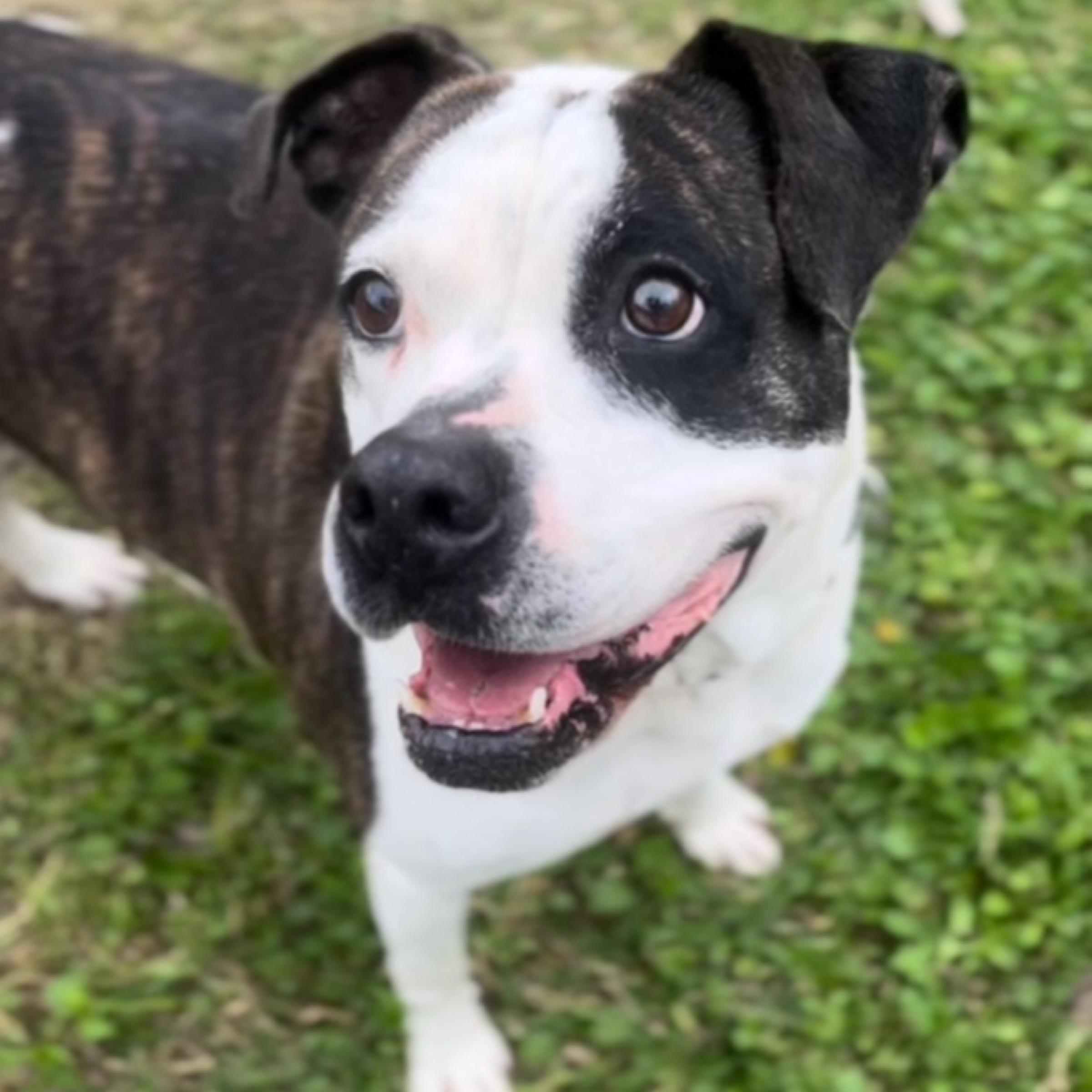 Enlarge Abbey, a Adoptable American Bulldog in Kingwood, TX image 1/6