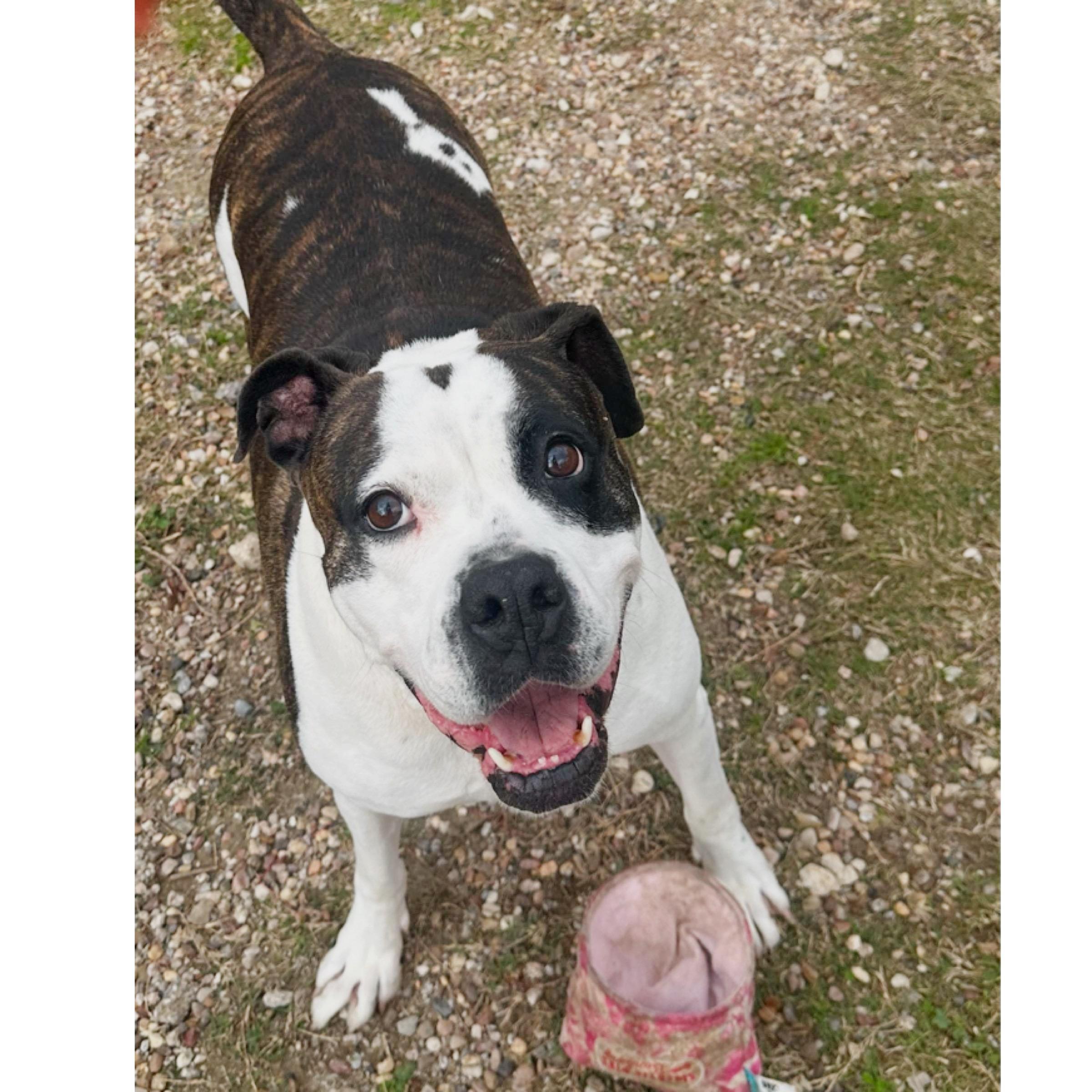 Abbey, a Adoptable American Bulldog in Kingwood, TX image 3/6