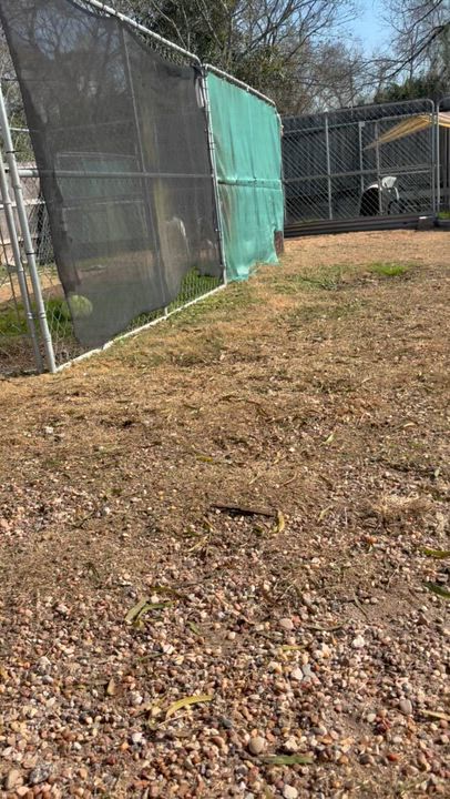 Enlarge Abbey, a Adoptable mixed breed in Kingwood, TX video 2/6