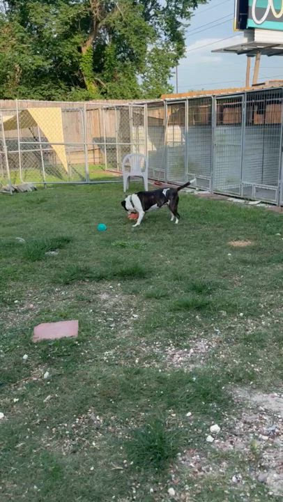 Enlarge Abbey, a Adoptable American Bulldog in Kingwood, TX video 4/6