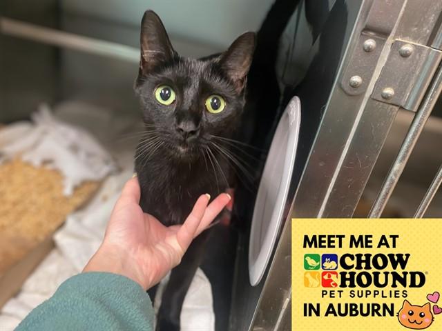 Enlarge JERRY, a Adoptable Domestic Short Hair in Fort Wayne, IN image 1/1