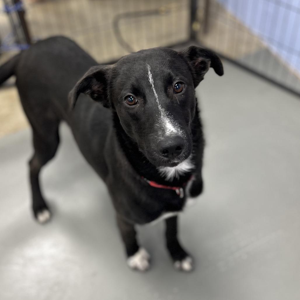 Enlarge Ed, a Adoptable mixed breed in Westhampton, NY image 1/6