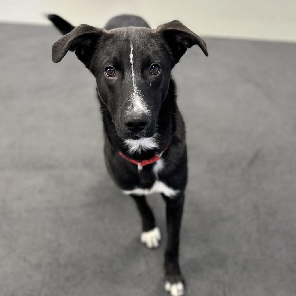 Enlarge Ed, a Adoptable mixed breed in Westhampton, NY image 2/6