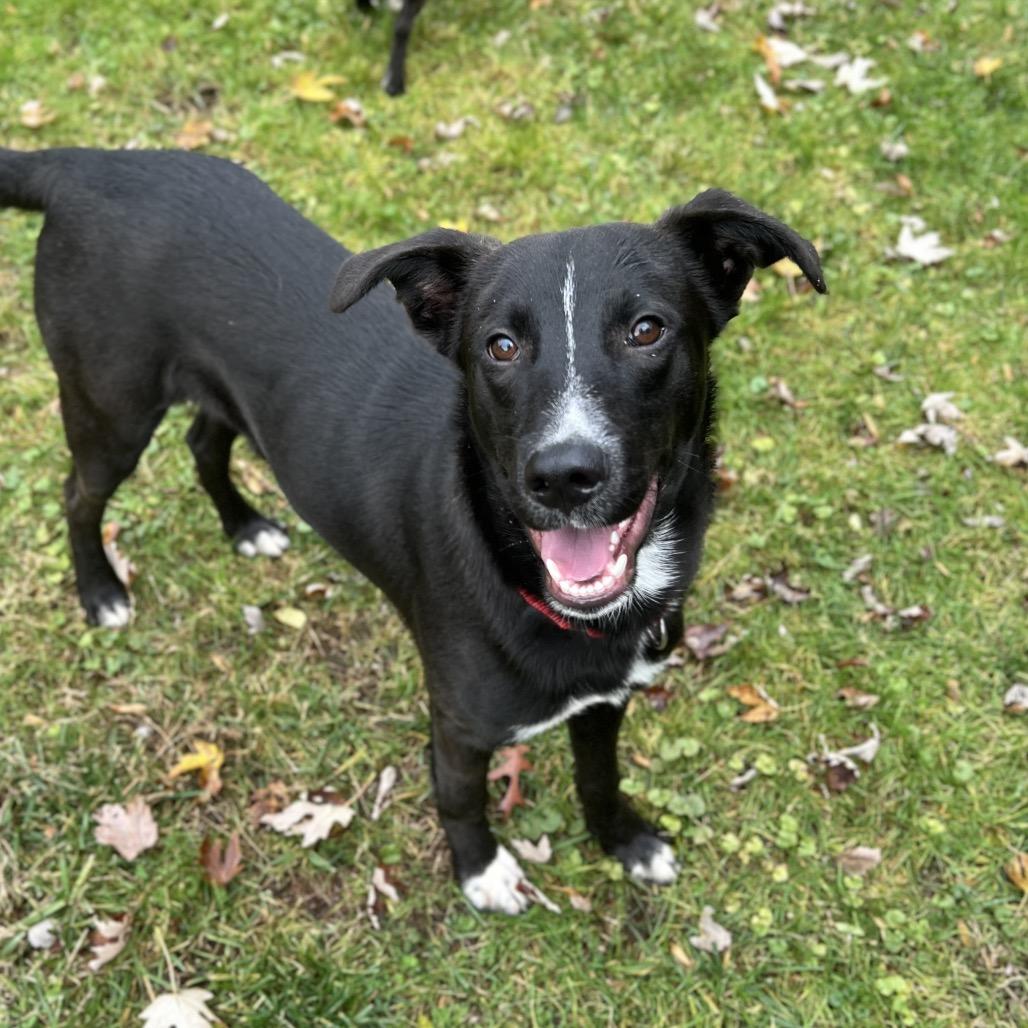Enlarge Ed, a Adoptable mixed breed in Westhampton, NY image 3/6