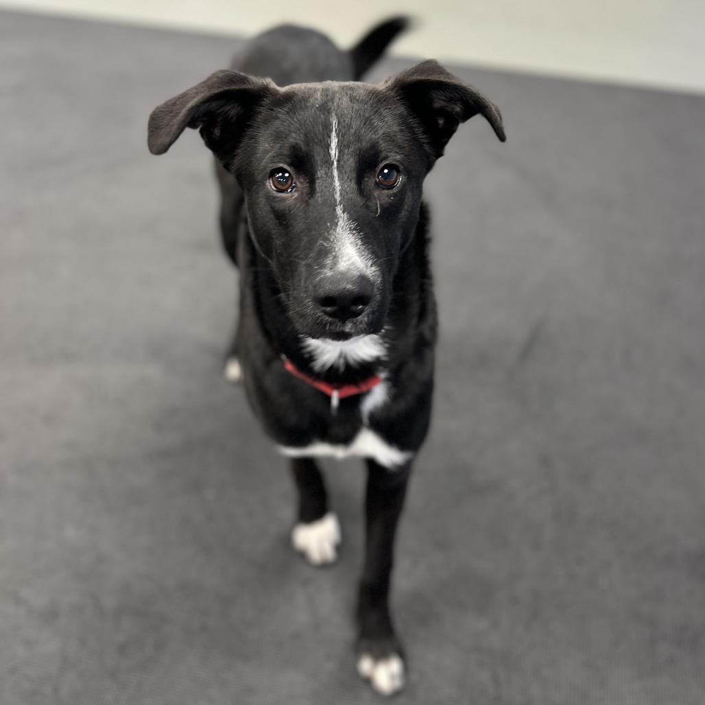 Enlarge Ed, a Adoptable mixed breed in Westhampton, NY image 4/6