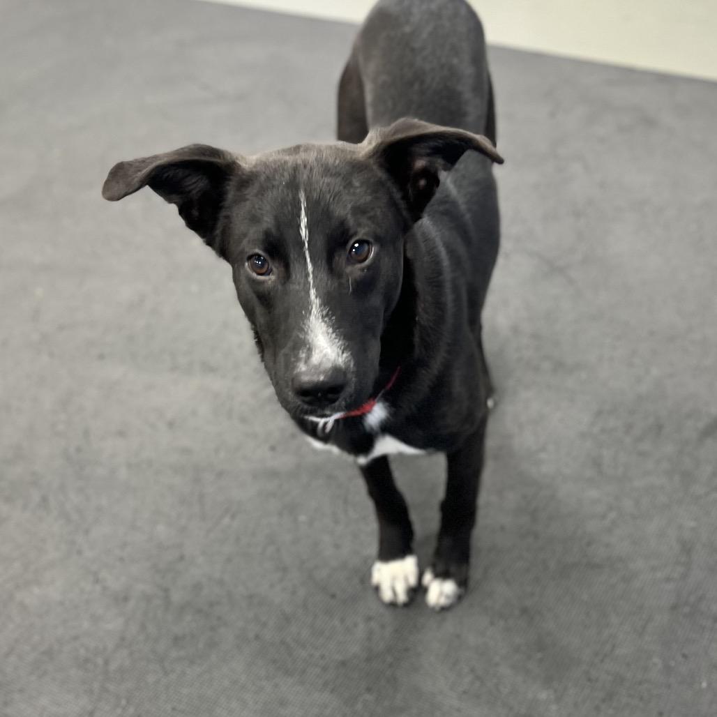 Enlarge Ed, a Adoptable mixed breed in Westhampton, NY image 5/6