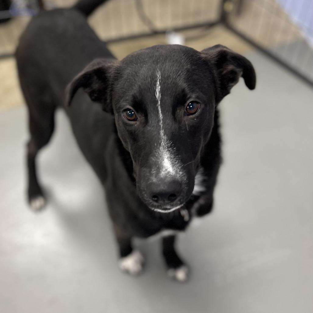 Enlarge Ed, a Adoptable mixed breed in Westhampton, NY image 6/6