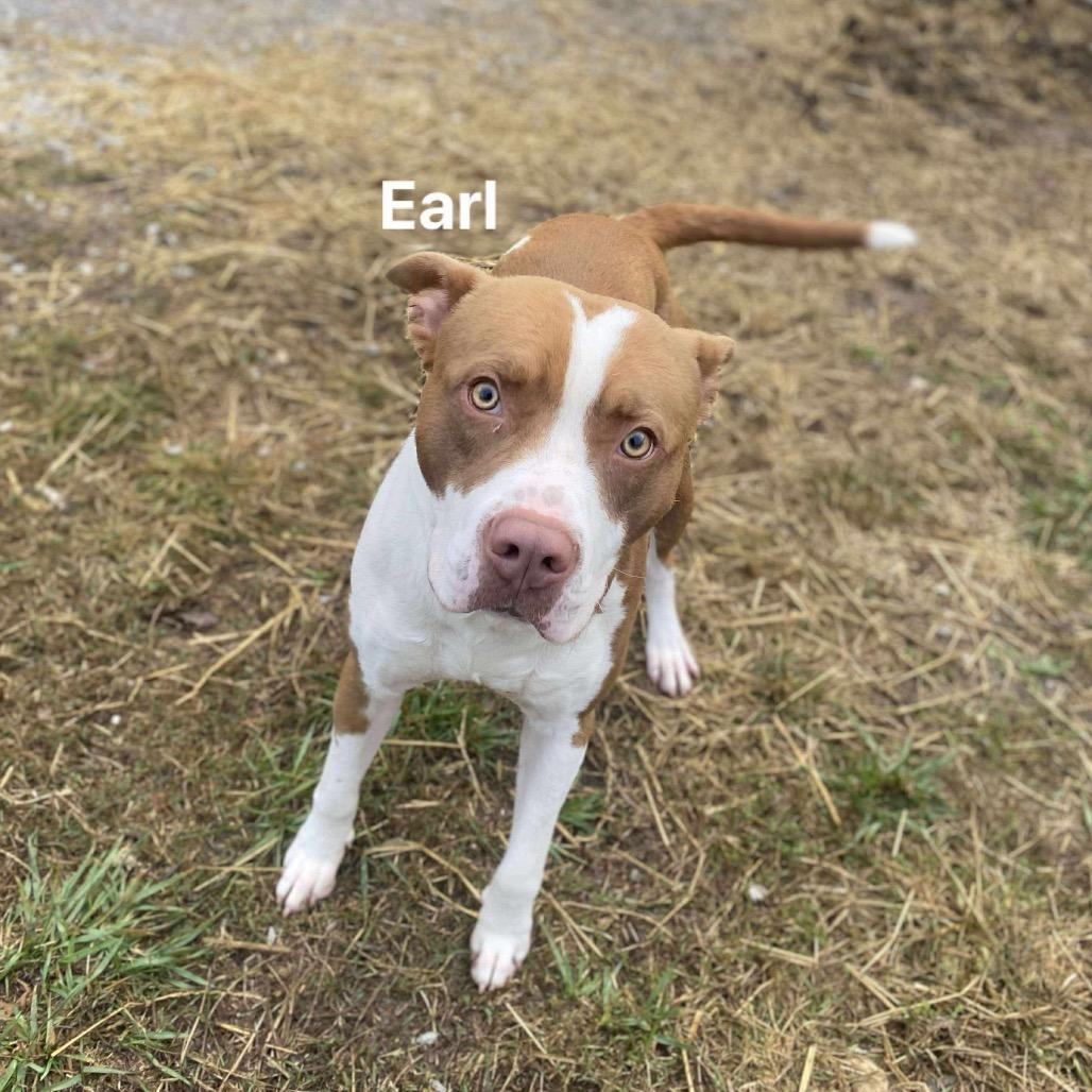 Earl, Adoptable, Adult Male Pit Bull Terrier & Mixed Breed.