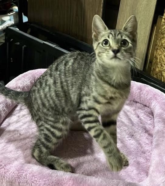 Enlarge Em...small name, big heart, endless purrs, a Adoptable Domestic Short Hair in Murfreesboro, TN image 3/5