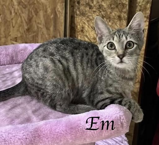 Em...small name, big heart, endless purrs, Adoptable, Kitten Female Domestic Short Hair.