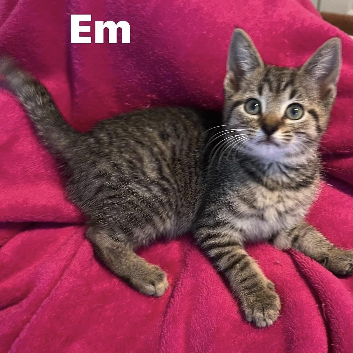 Enlarge Em...small name, big heart, endless purrs, a Adoptable Domestic Short Hair in Murfreesboro, TN image 4/5