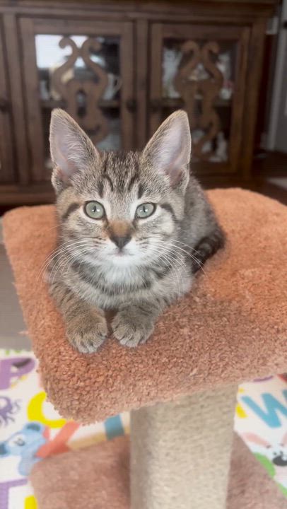 Enlarge Em...small name, big heart, endless purrs, a Adoptable Domestic Short Hair in Murfreesboro, TN video 5/5