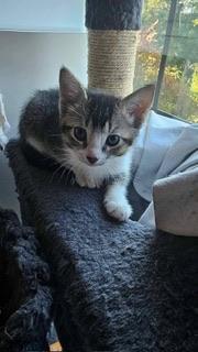 Enlarge Belle, a Adoptable Abyssinian in Parlier, CA image 1/6