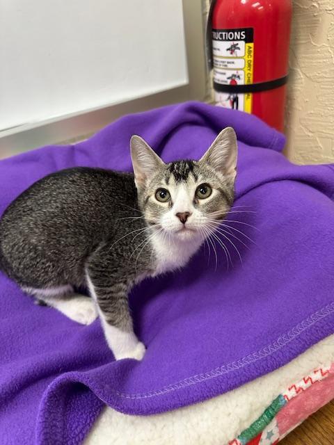 Enlarge Belle, a Adoptable Abyssinian in Parlier, CA image 2/6