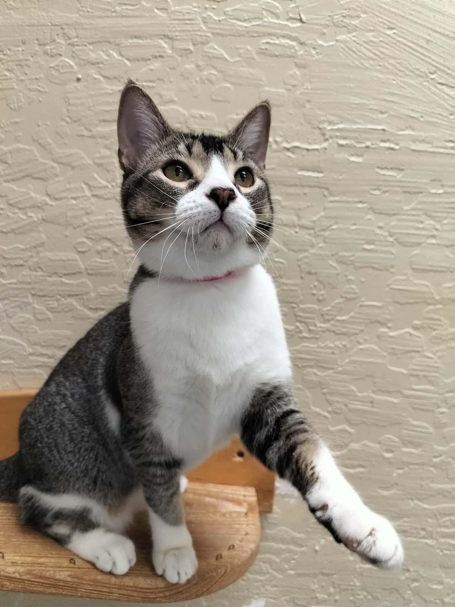 Enlarge Belle, a Adoptable Abyssinian in Parlier, CA image 3/6