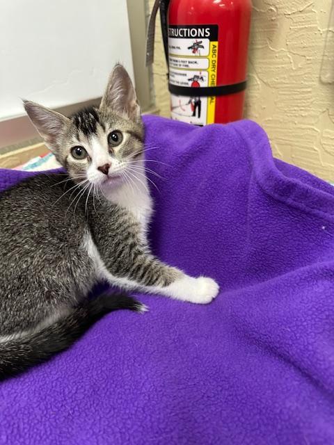 Enlarge Belle, a Adoptable Abyssinian in Parlier, CA image 4/6