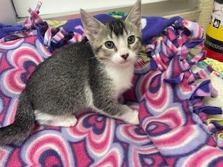 Enlarge Belle, a Adoptable Abyssinian in Parlier, CA image 5/6