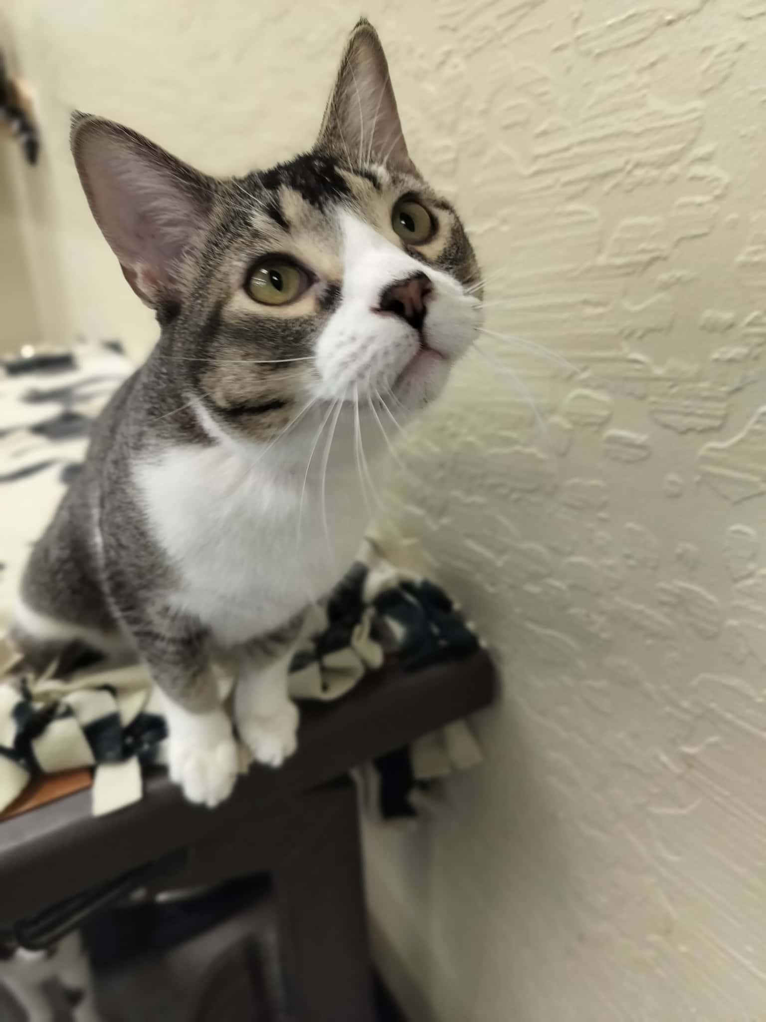 Enlarge Belle, a Adoptable Abyssinian in Parlier, CA image 6/6