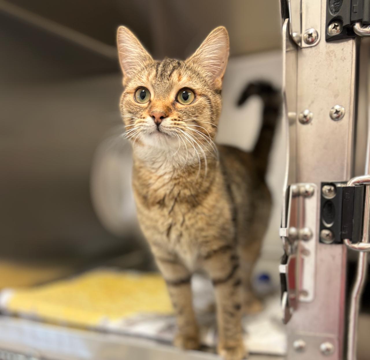Maddie, an adoptable Tabby in St Stephen, NB, E3L 2X2 | Photo Image 1