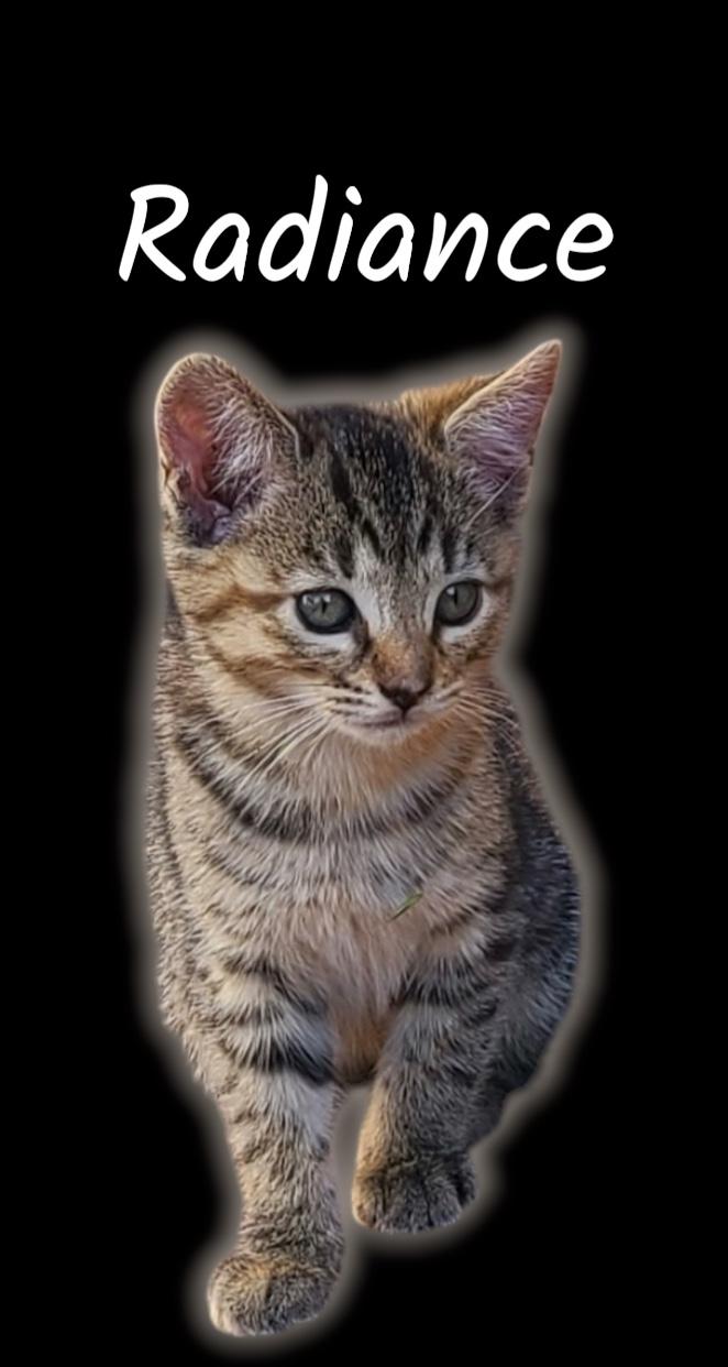 Radiance, adopted, Kitten Female Domestic Short Hair.