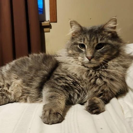 Enlarge Biscuit, a Adoptable Domestic Long Hair in PITTSBURGH, PA image 1/1