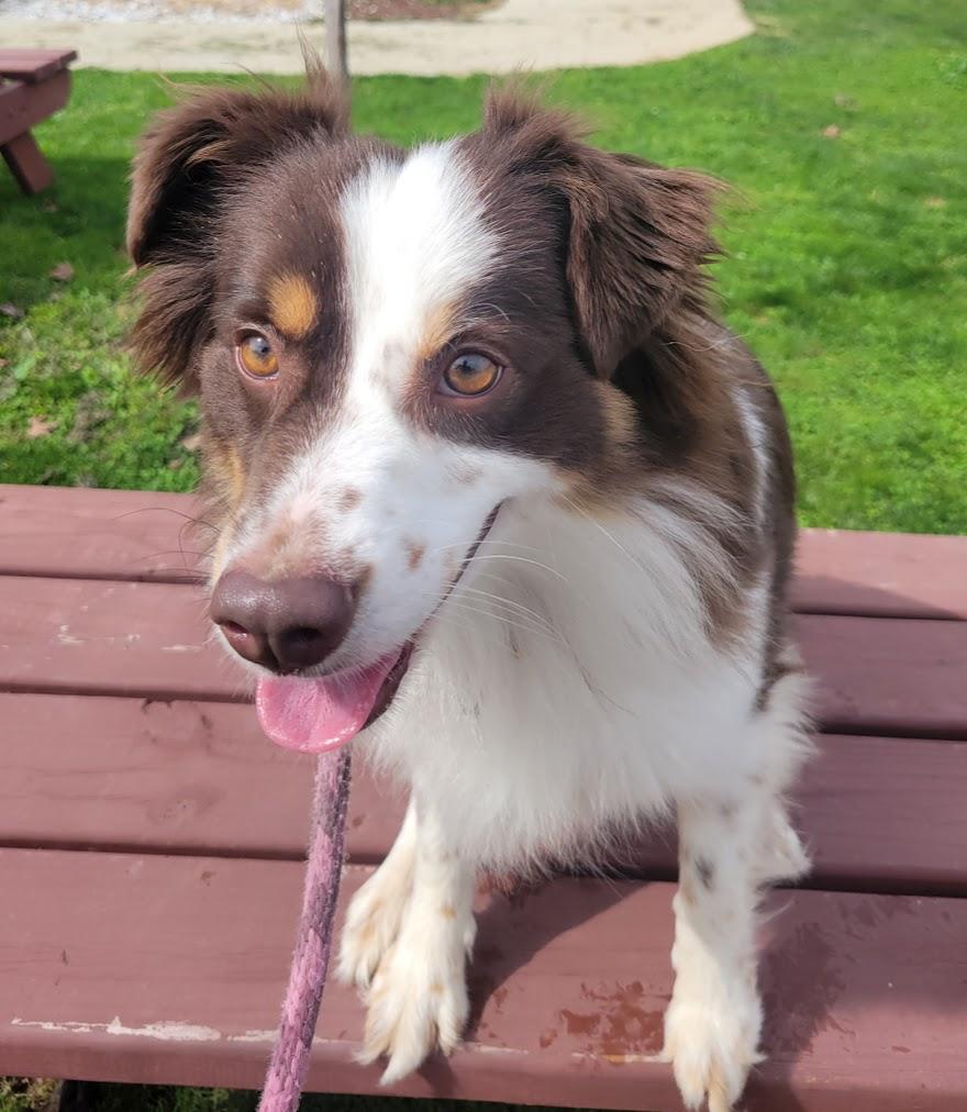 Opal, Adopted, Young Male Australian Shepherd.