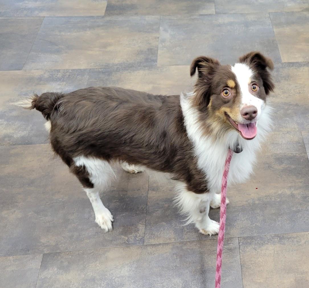 Enlarge Opal, a Adopted Australian Shepherd in Lisbon, OH image 3/3