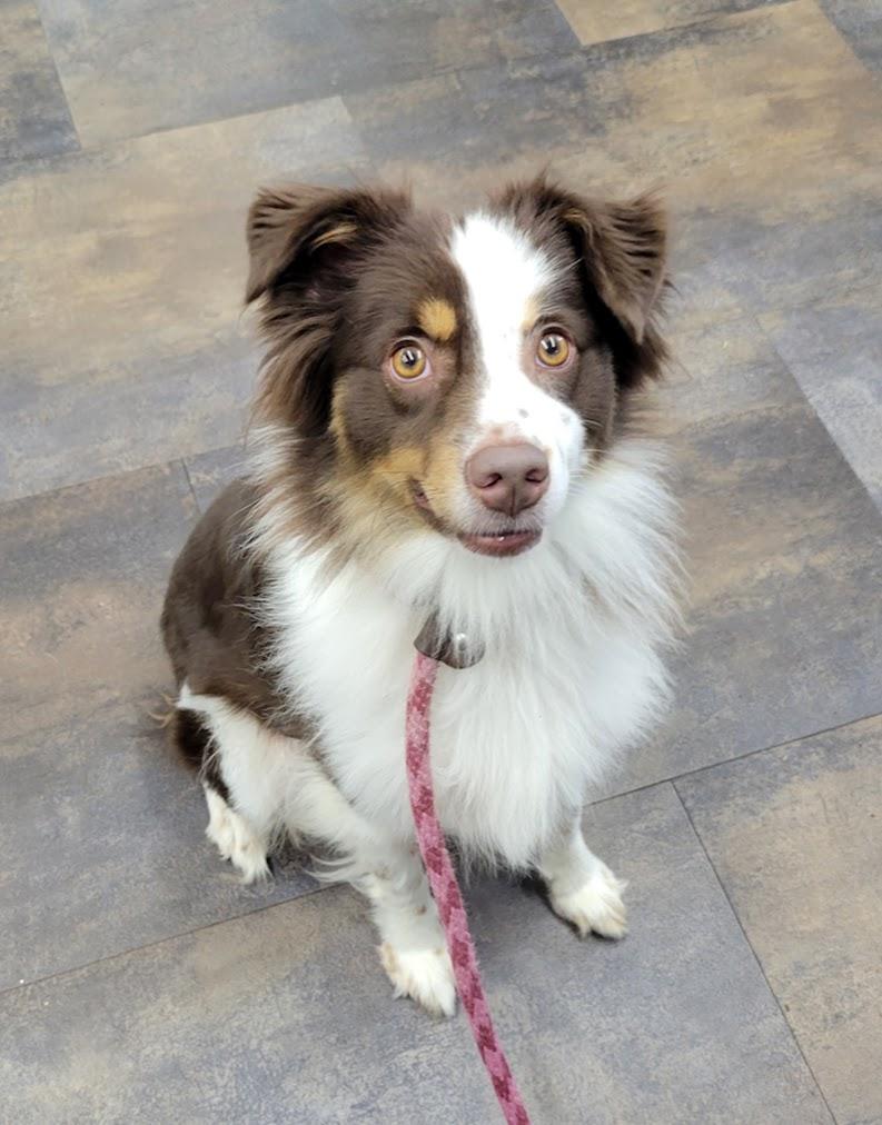 Enlarge Opal, a Adopted Australian Shepherd in Lisbon, OH image 2/3