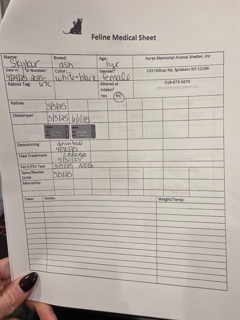 Skylar, Adopted, Young Female Domestic Short Hair.