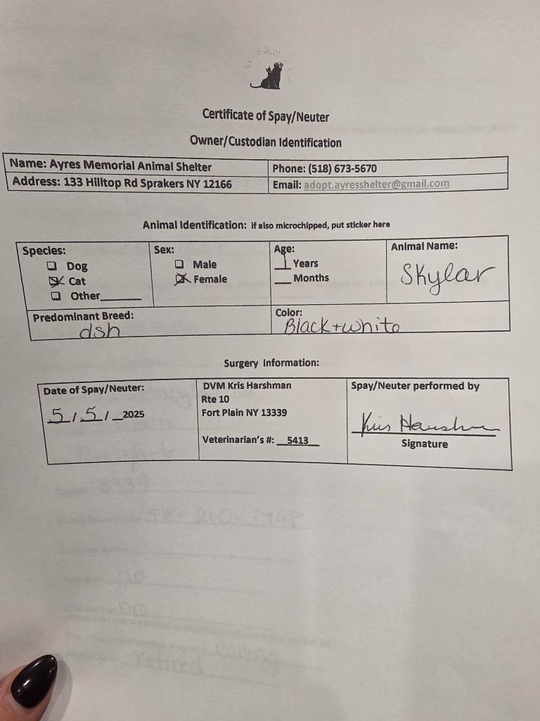 Skylar, a Adopted mixed breed in Sprakers, NY image 3/5