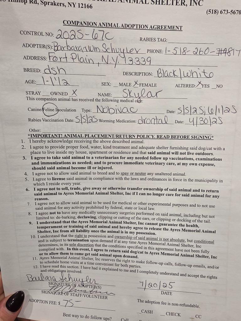 Skylar, a Adopted mixed breed in Sprakers, NY image 4/5