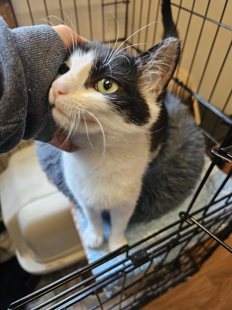 Skylar, a Adopted mixed breed in Sprakers, NY image 5/5