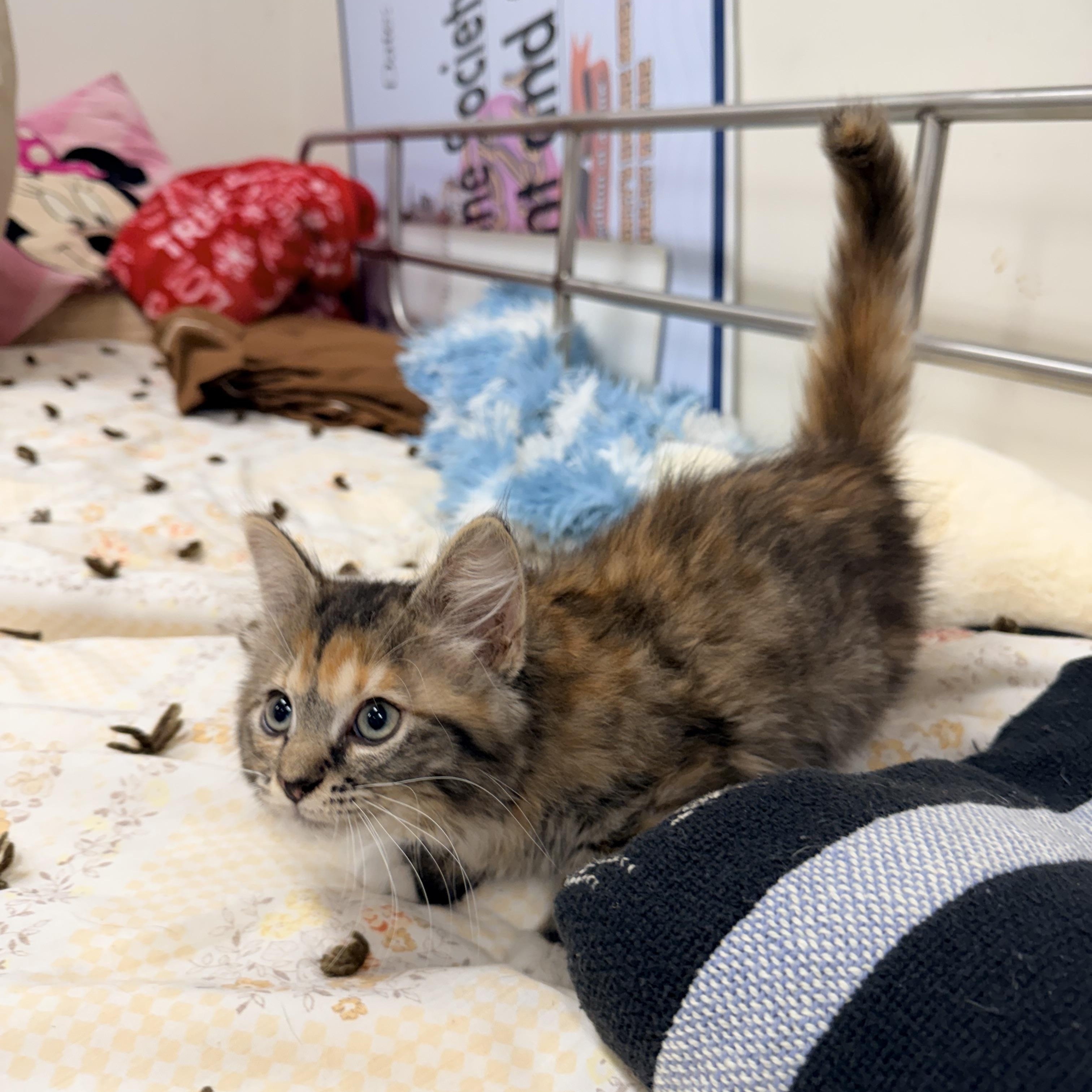 Fern, adopted, Kitten Female Domestic Medium Hair.
