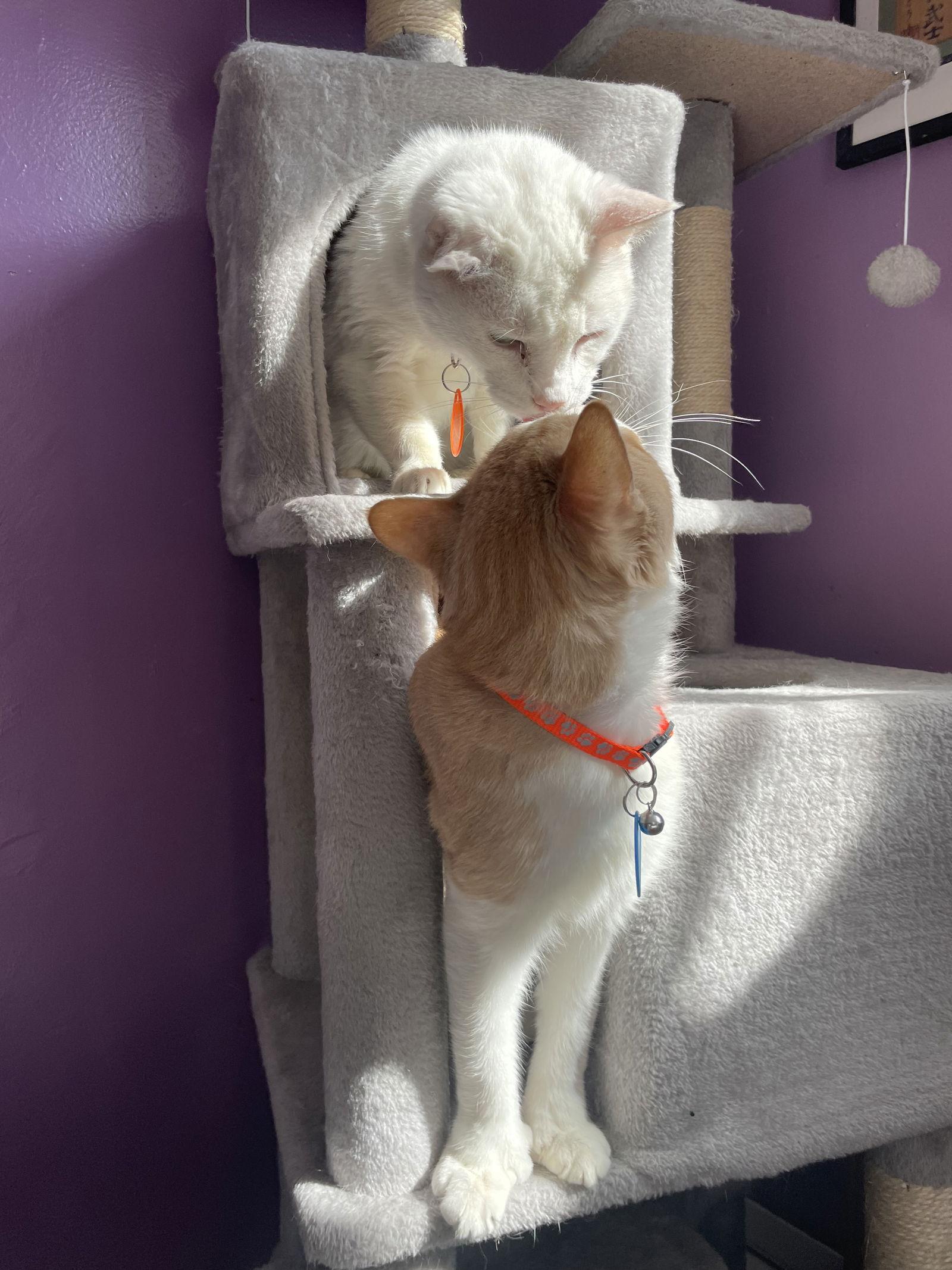 Enlarge Cream Cheese, a Adoptable American Shorthair in Philadelphia, PA image 1/3