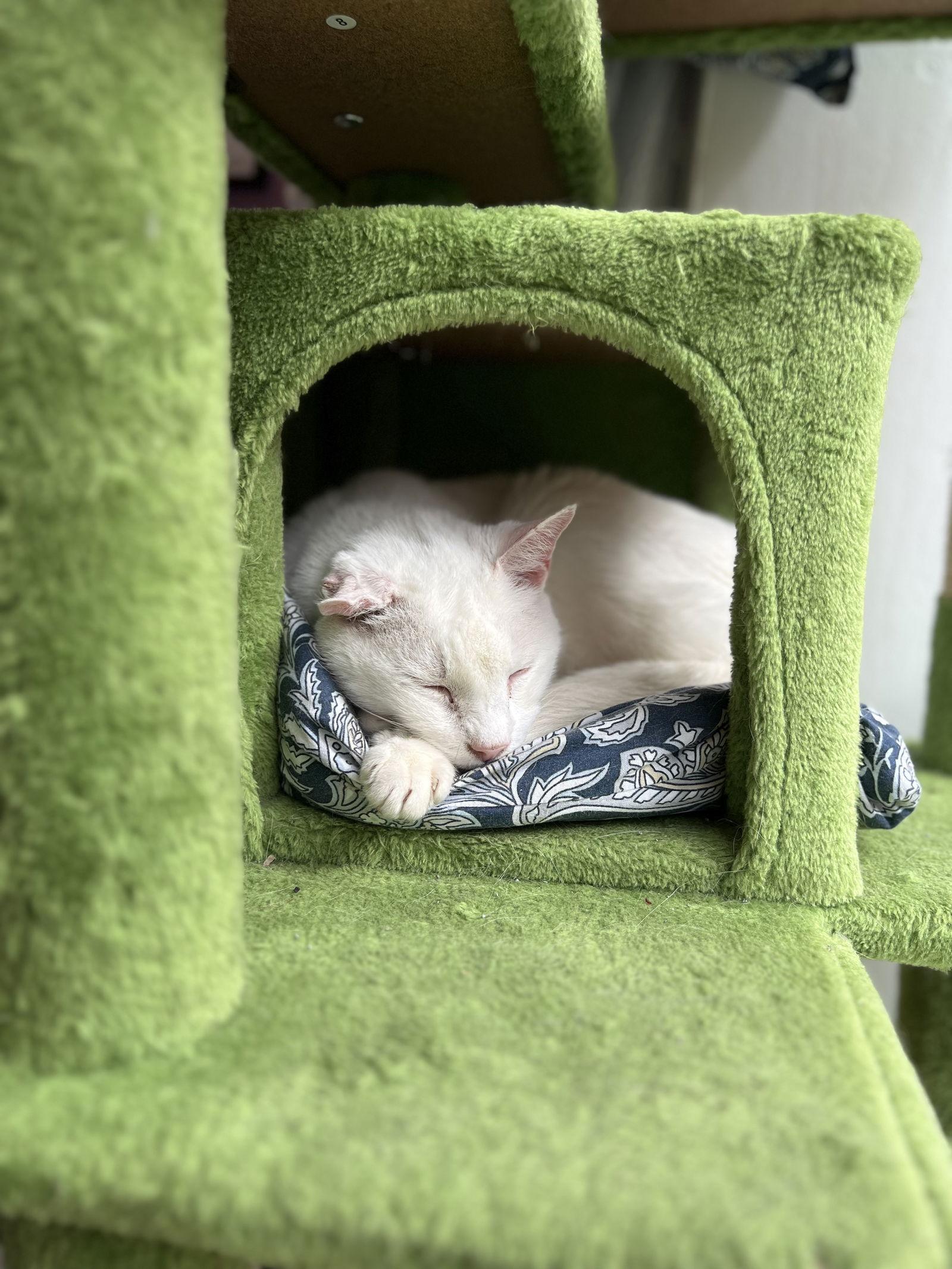 Enlarge Cream Cheese, a Adoptable American Shorthair in Philadelphia, PA image 2/3