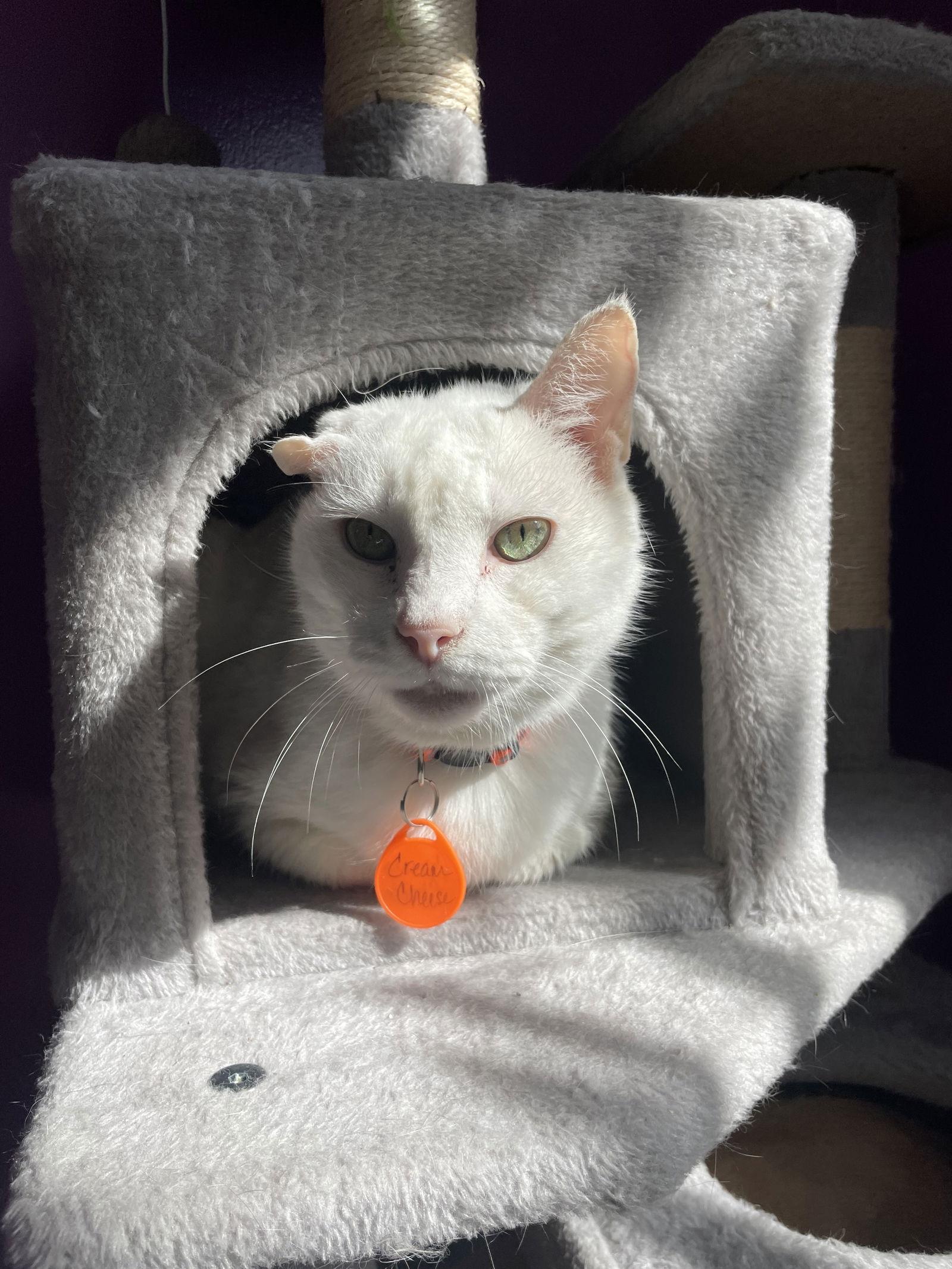 Enlarge Cream Cheese, a Adoptable American Shorthair in Philadelphia, PA image 3/3