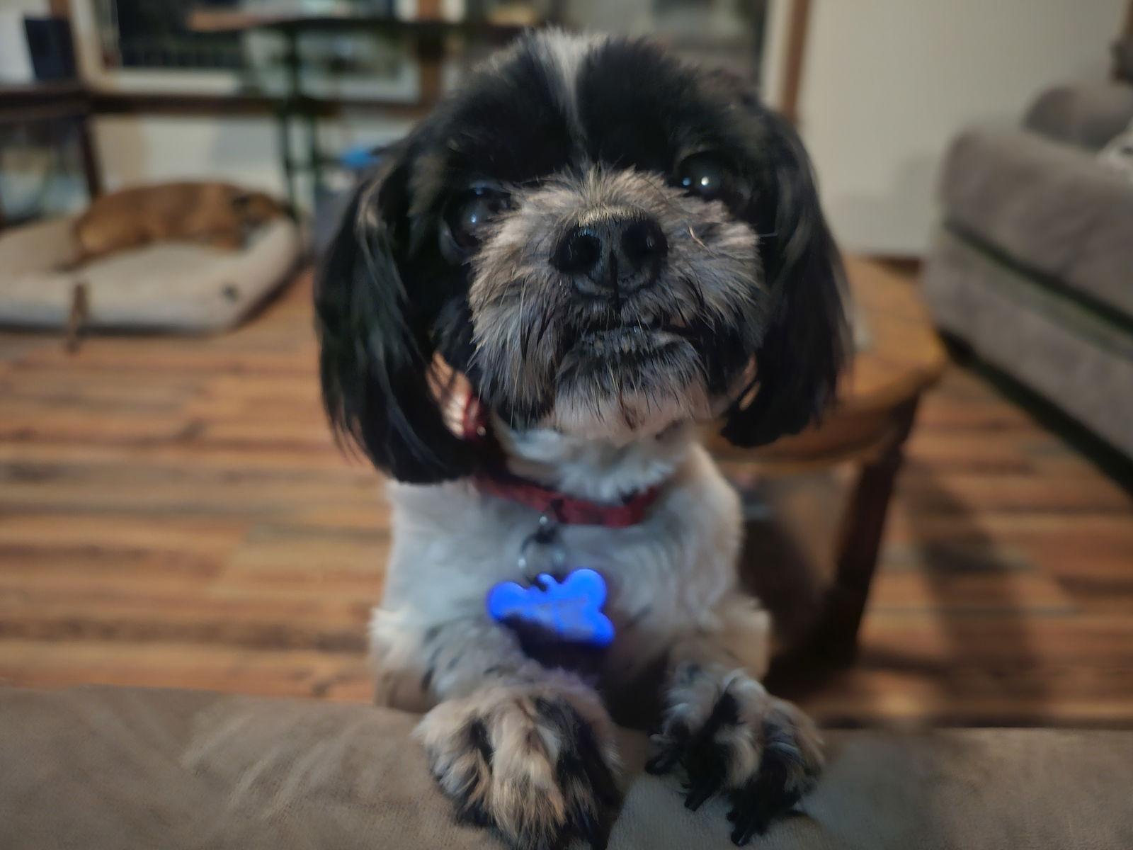 Enlarge Jeep TJ, a Adopted Shih Tzu in St. Louis, MO image 1/3