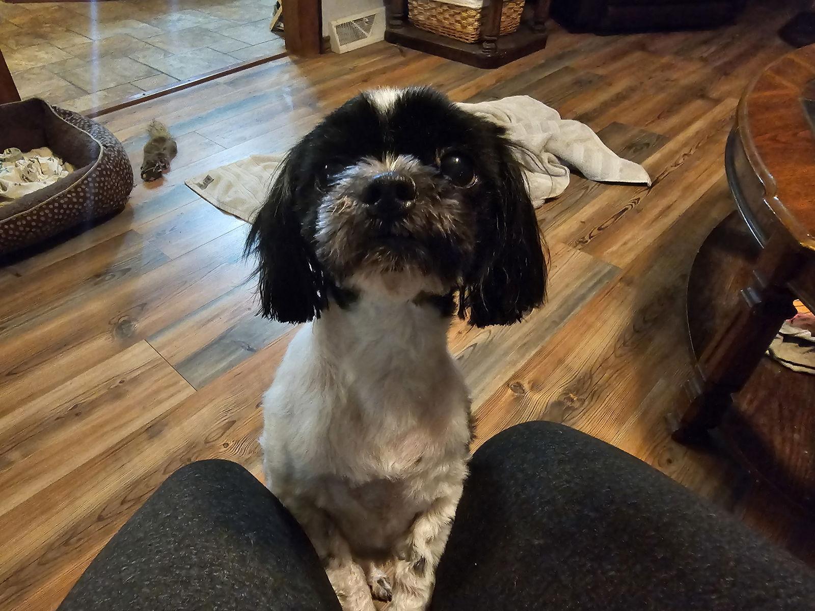 Enlarge Jeep TJ, a Adopted Shih Tzu in St. Louis, MO image 2/3