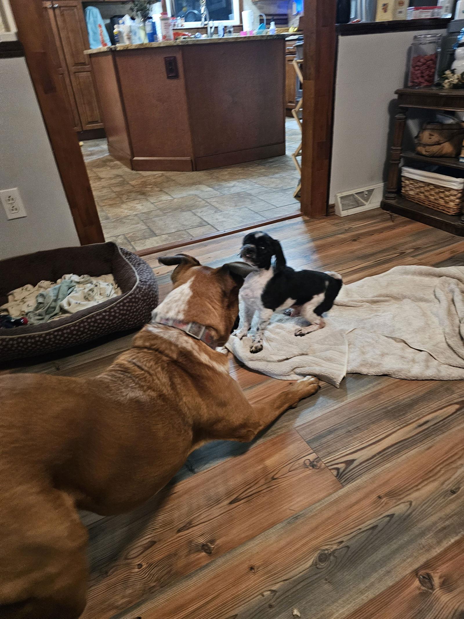 Enlarge Jeep TJ, a Adopted Shih Tzu in St. Louis, MO image 3/3