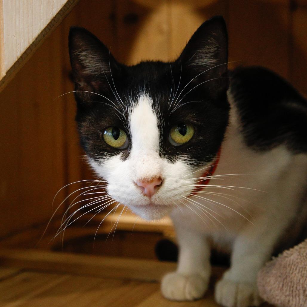 Enlarge Georgia, a Adoptable Domestic Short Hair in Tampa, FL image 1/3