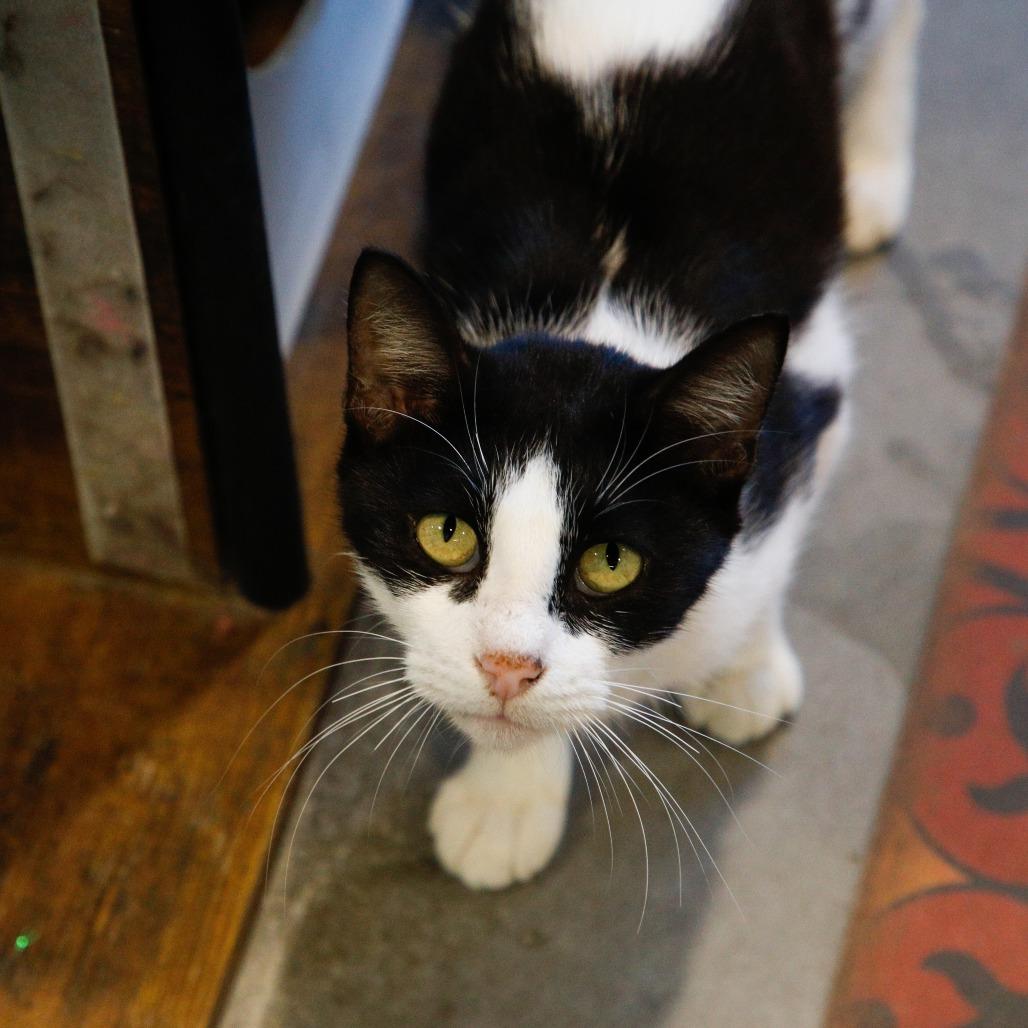 Enlarge Georgia, a Adoptable Domestic Short Hair in Tampa, FL image 2/3