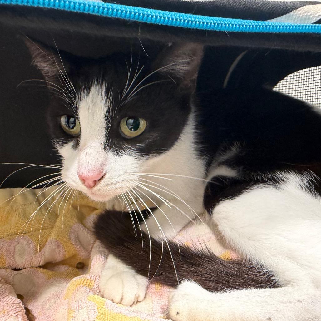 Enlarge Georgia, a Adoptable Domestic Short Hair in Tampa, FL image 3/3