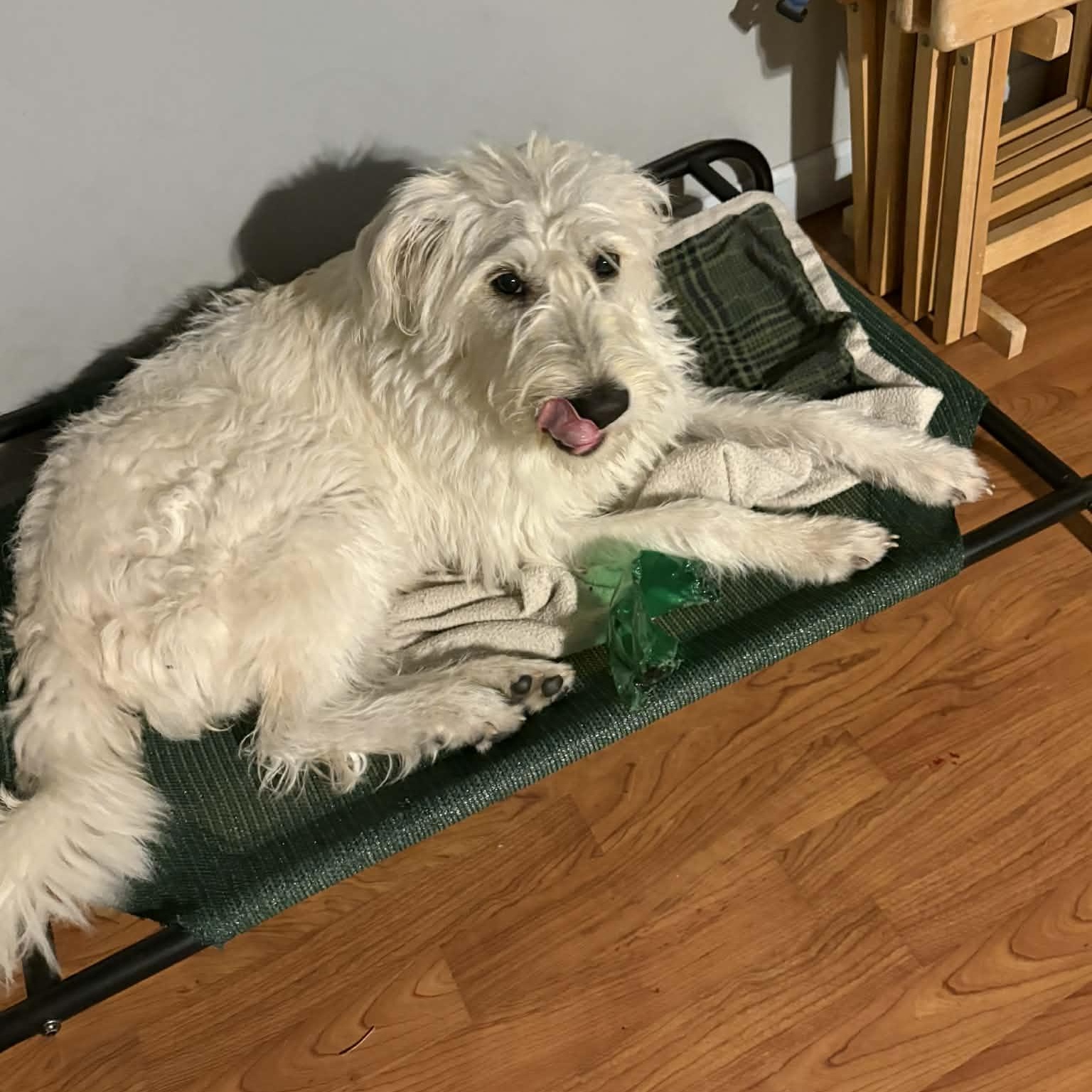 Enlarge Princess Lolly, a ADOPTABLE mixed breed in Woolwich, ME image 3/6