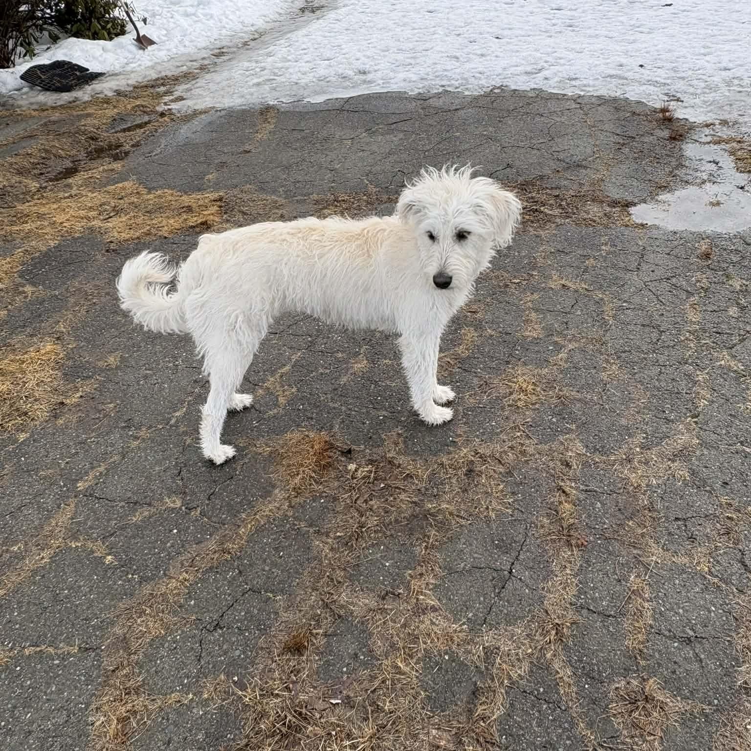 Enlarge Princess Lolly, a ADOPTABLE mixed breed in Woolwich, ME image 4/6