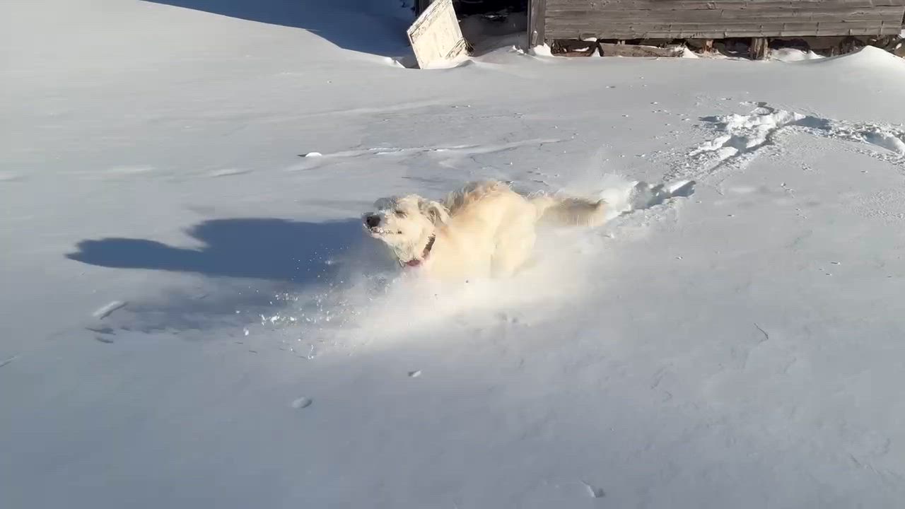 Enlarge Princess Lolly, a ADOPTABLE mixed breed in Woolwich, ME video 6/6