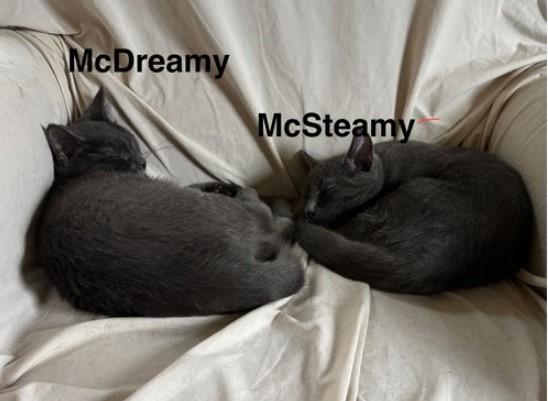 McSteamy & McDreamy Greys Anatomy Litter, adopted, Young Male Russian Blue.
